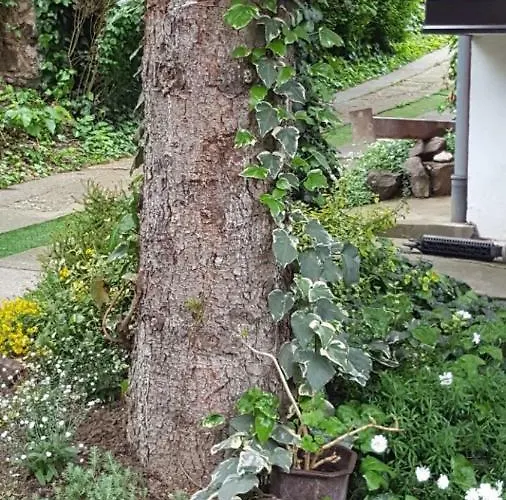 Stojanovic Sremska Kamenica